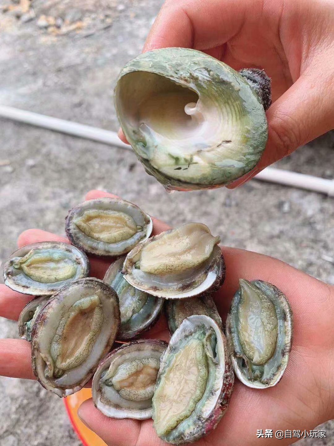 惠州最美礁石海滩,惠州最干净的沙滩推荐