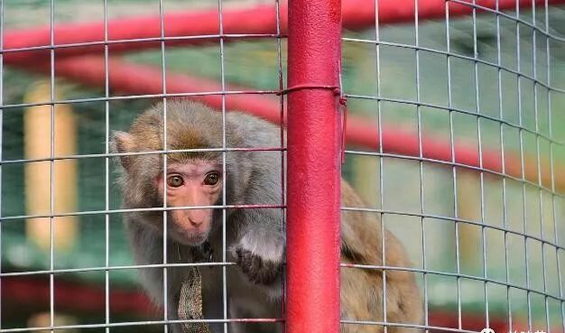 除了蝙蝠，这9大“野味”也不可食用，必须要了解的知识