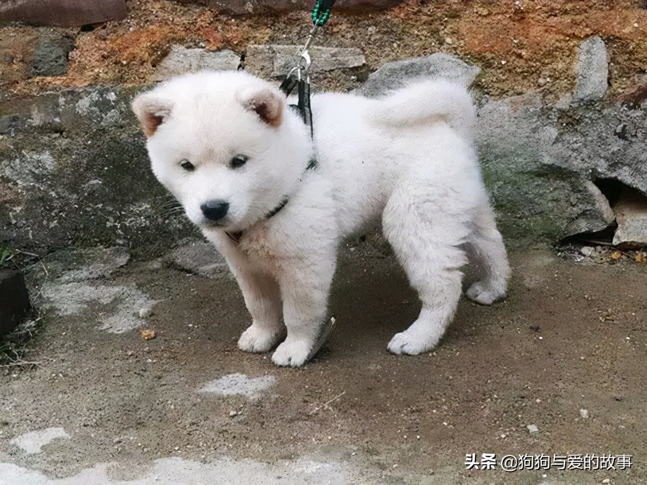 发财了！花了三十五买回的白色土狗，朋友见后说值两千