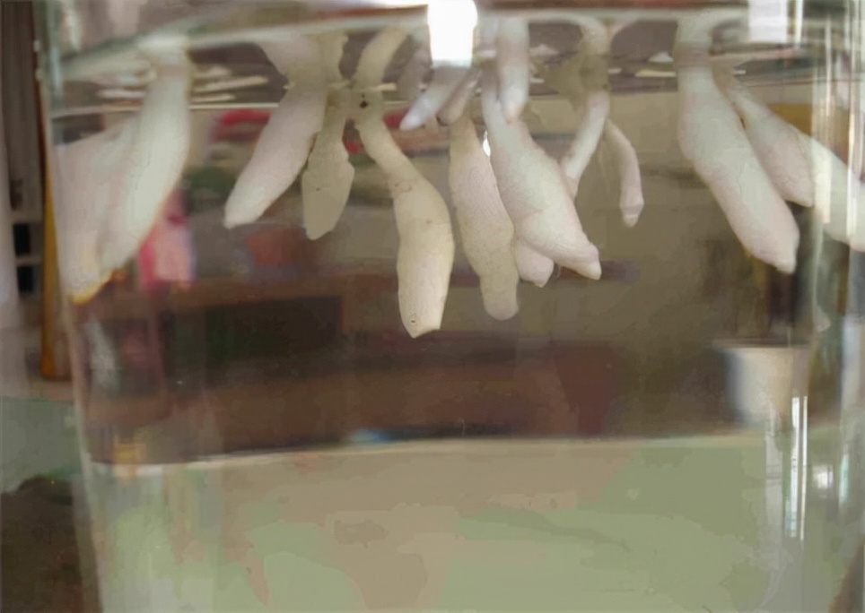 水培吊兰怎么养长得好,水培吊兰怎么养长得好快