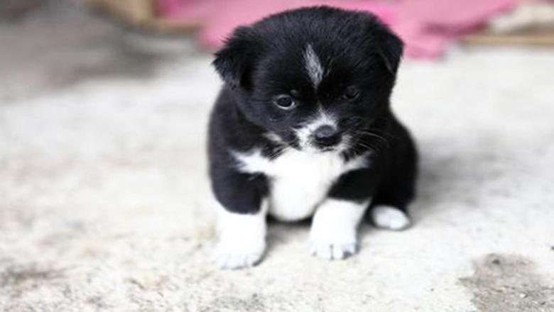 领养狗狗可以挑选品种和年龄么,领养狗狗要领养什么样子的好