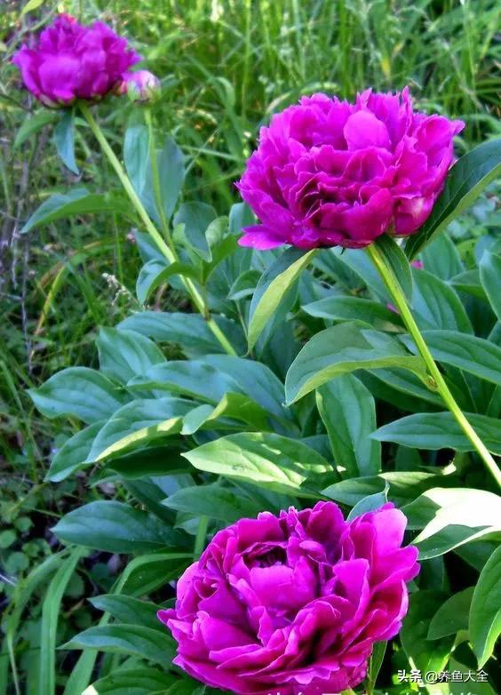 一至十二月的花期,12月到2月份的花期