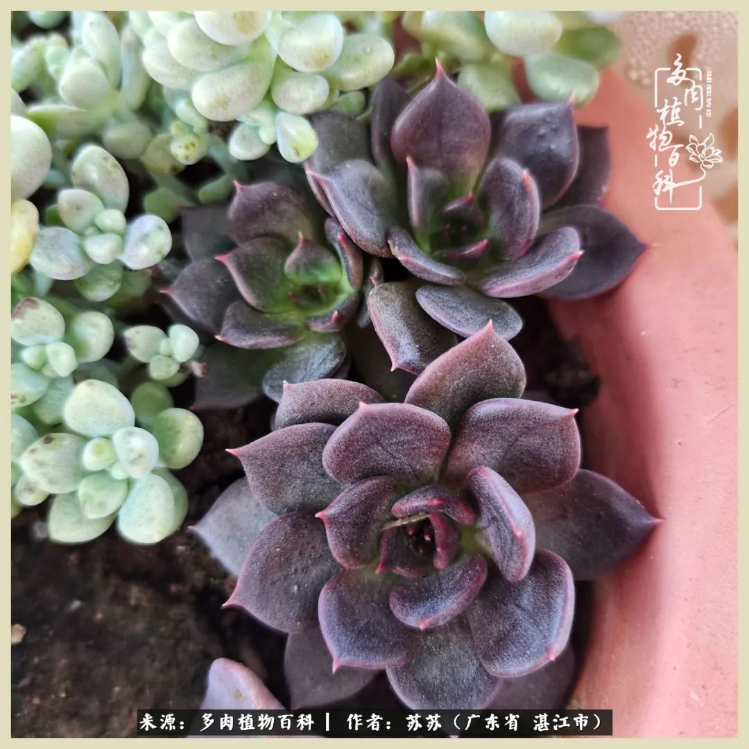 不要辜负与多肉的美好时光,多肉可以给人岁月静好的感觉