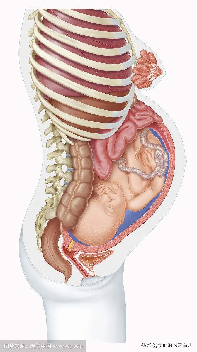 孕期尿频有什么好办法缓解,孕期尿频严重如何缓解