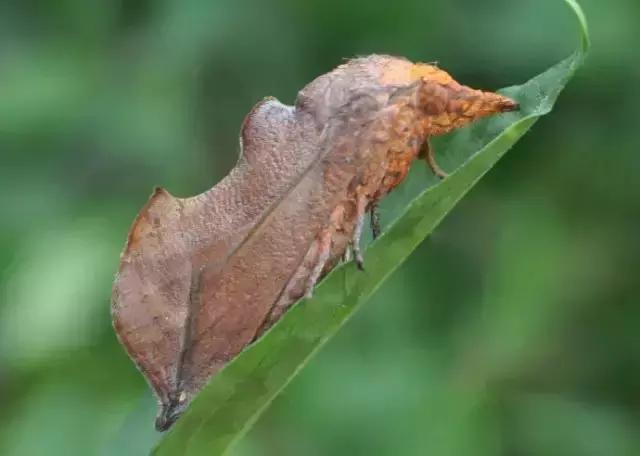 柑橘害虫及危害部位图,柑橘常见害虫高清图谱
