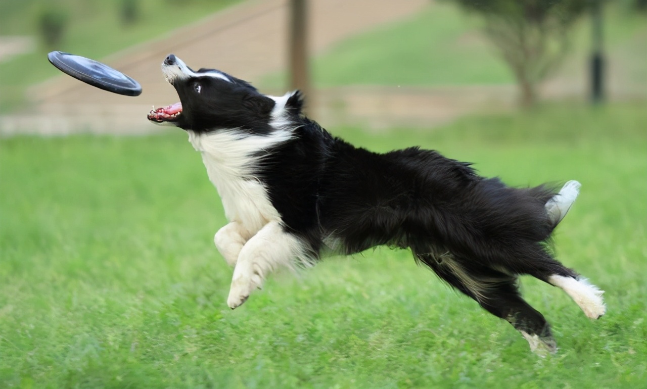 养一只边牧一月要用多少钱,养边牧一年费用多少钱