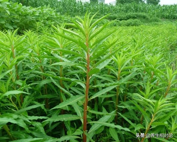 十大解酒的草药,能够解酒毒的中草药都有哪些