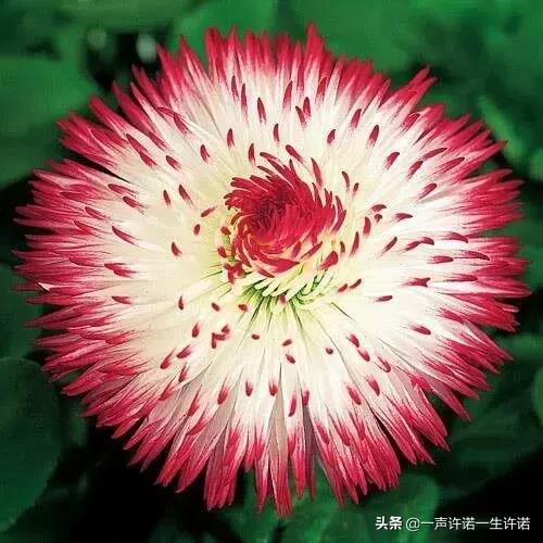 从未见到的怪花,从没见过的奇花