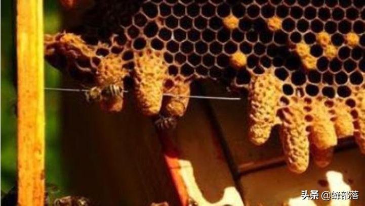 蜂群不产雄蜂起王台是什么情况,失王群工蜂争相产卵为何介入蜂王