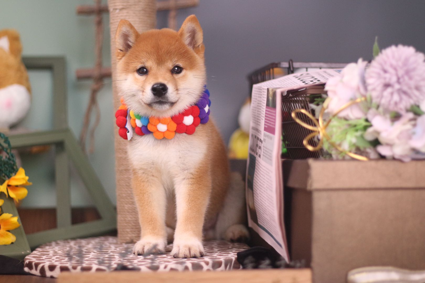 金毛哈士奇柴犬养哪个,养狗新手推荐什么狗金毛