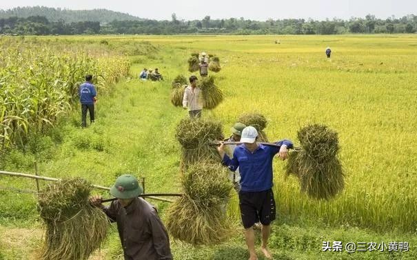 2021是辛丑无春年，“十一牛耕田，寡年好种田”，啥意思？