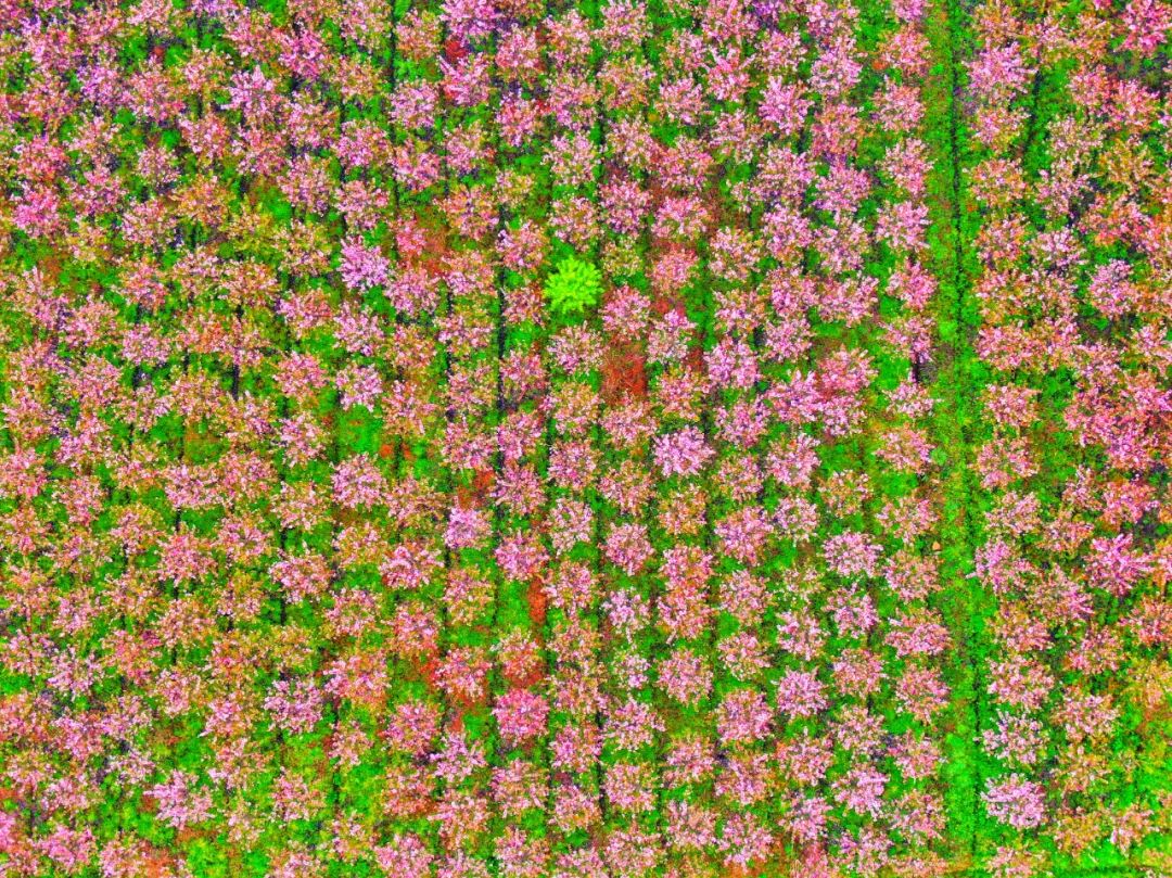 油菜花樱花桃花最受游客关注,春天必打卡的桃花樱花海棠花胜地