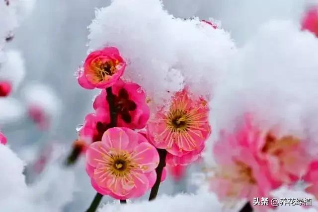 梅花不同颜色的寓意和忌讳,腊梅凌寒开放时间