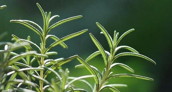 闭口粉刺去美容院清闭口好吗,如何正确去除粉刺闭口