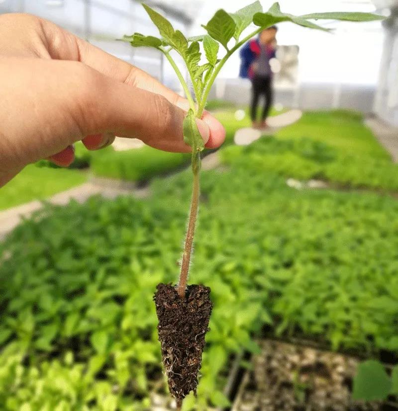 盆栽蔬菜与无土栽培的区别在哪里,盆栽蔬菜基质技术有哪些