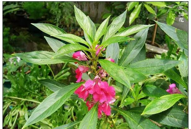 25种常见有毒的花草树木,警惕50种有毒植物