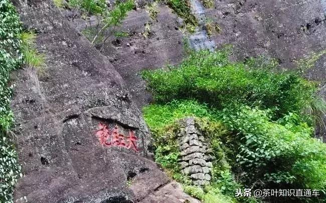 武夷岩茶里“坑、涧、窠、窝、洞、峰、岩”的奥妙