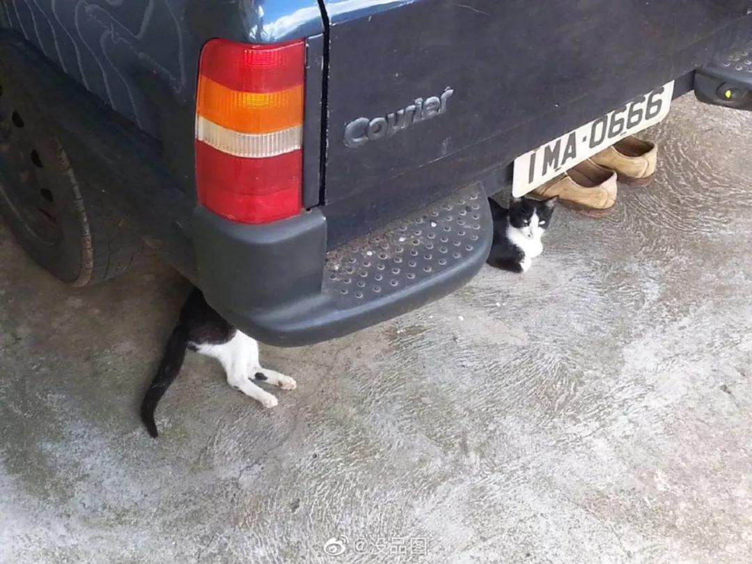 动物表情包沙雕魔性,沙雕动物爆笑瞬间表情包