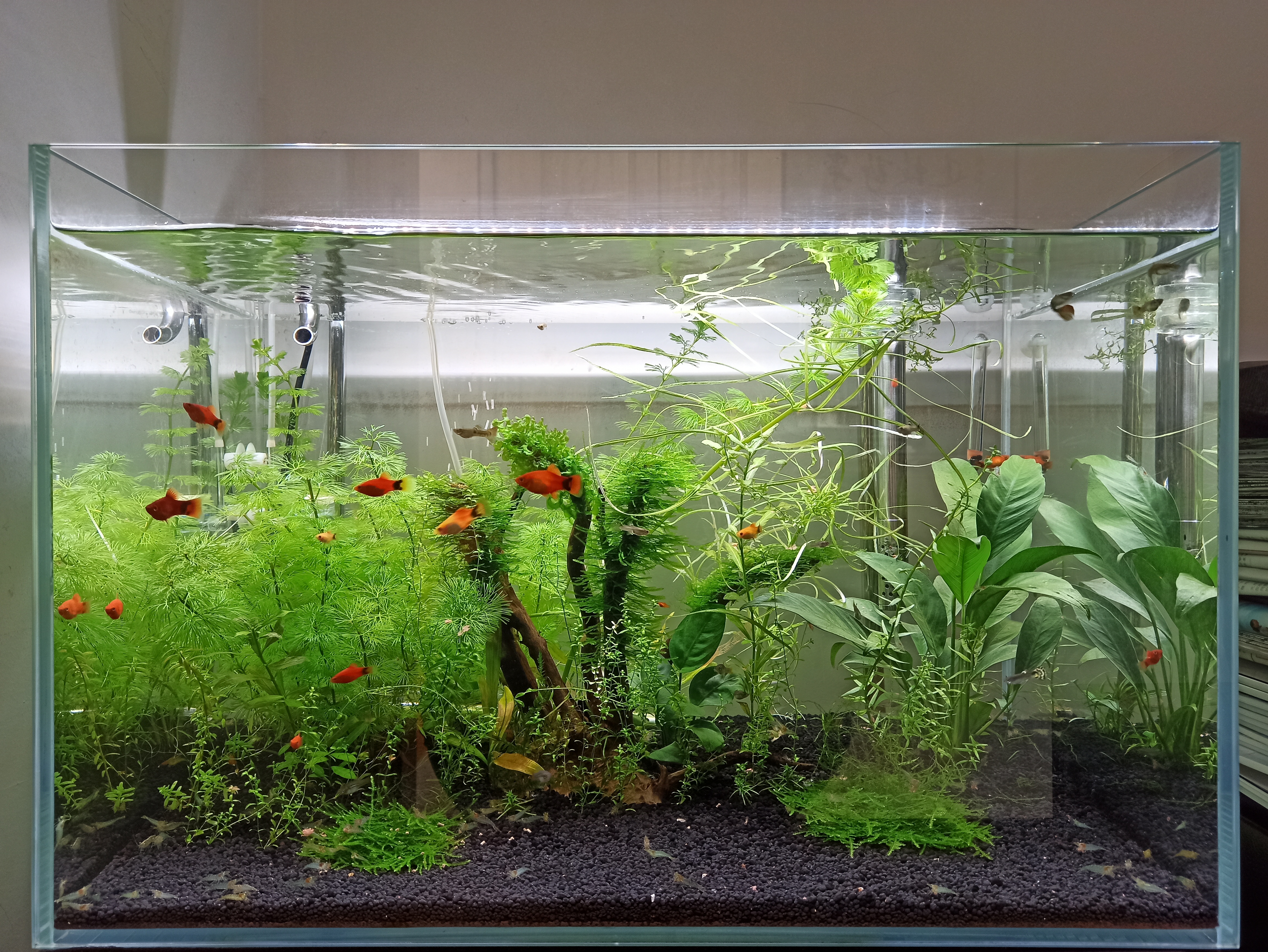 养水硝化系统多久能自己建立,不养鱼之前如何建立硝化系统