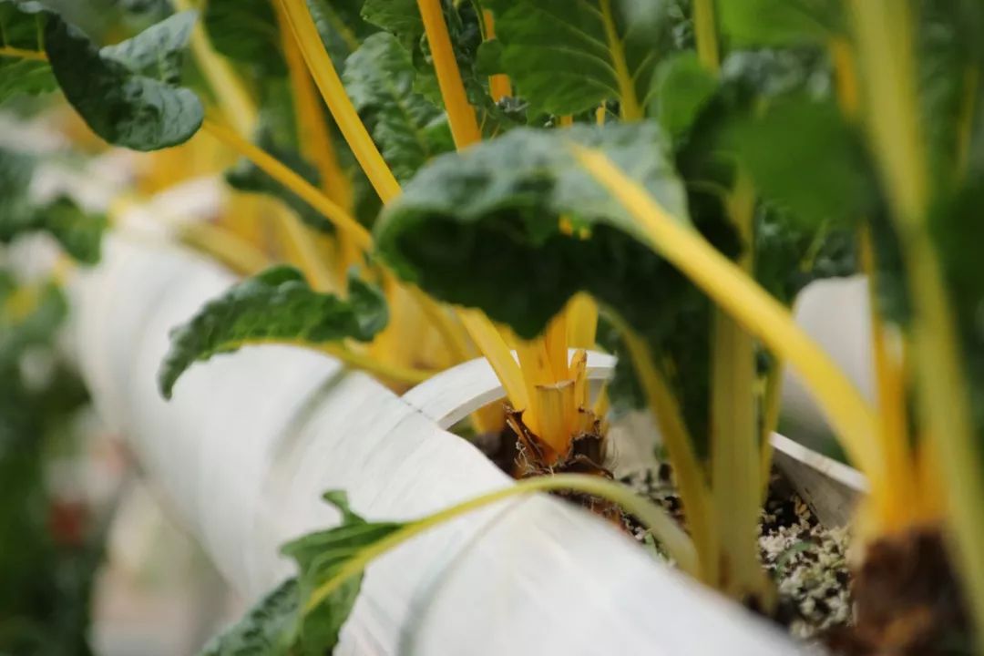 无土栽培和土壤种植技术研究所,农业无土栽培技术培训