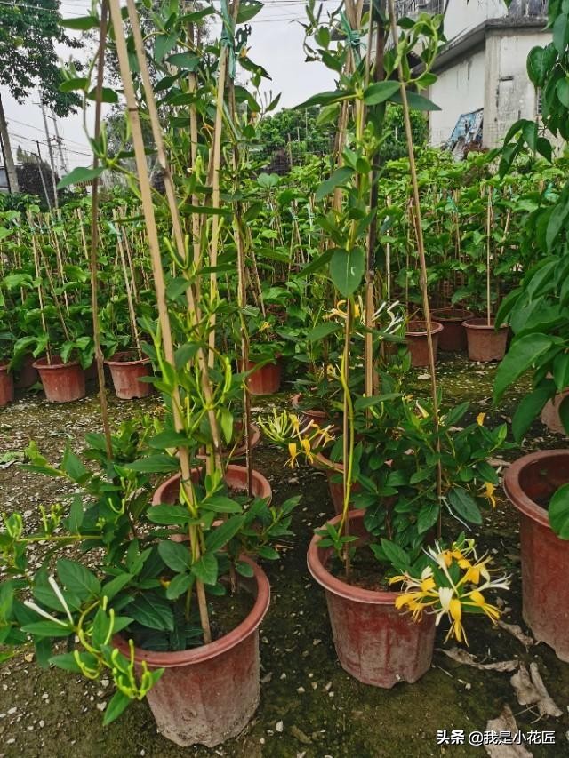适合阳台种植的爬藤植物都有哪些,家庭阳台种什么爬藤植物比较好