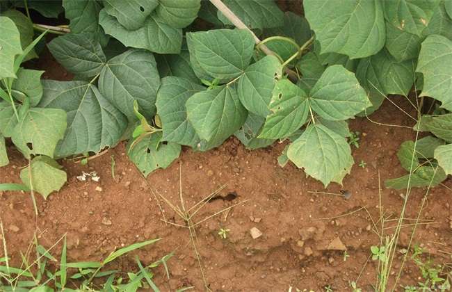 四川家庭凉薯种植方法,凉薯适合在北方种植吗