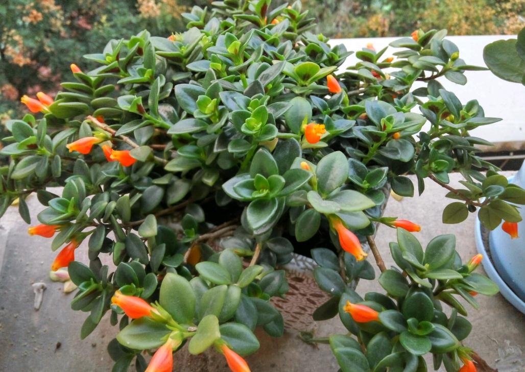 金鱼吊兰根系从底部出来了咋办,金鱼吊兰养殖方法及注意事项图片