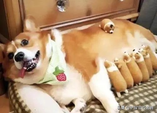 母狗发情周期时多久？