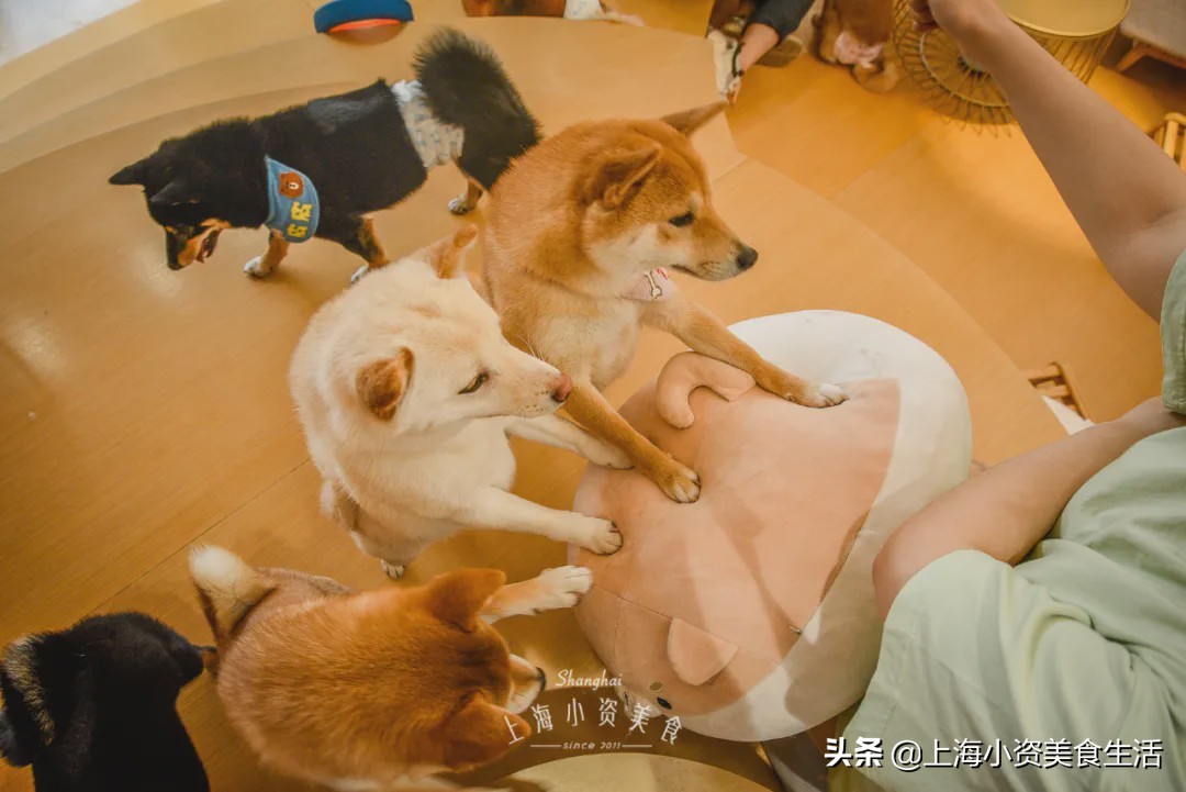 豆柴犬幼犬直播,豆柴是一只非常可爱的小狗