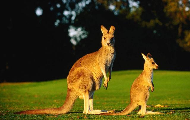 十大珍稀皮料,珍稀皮革