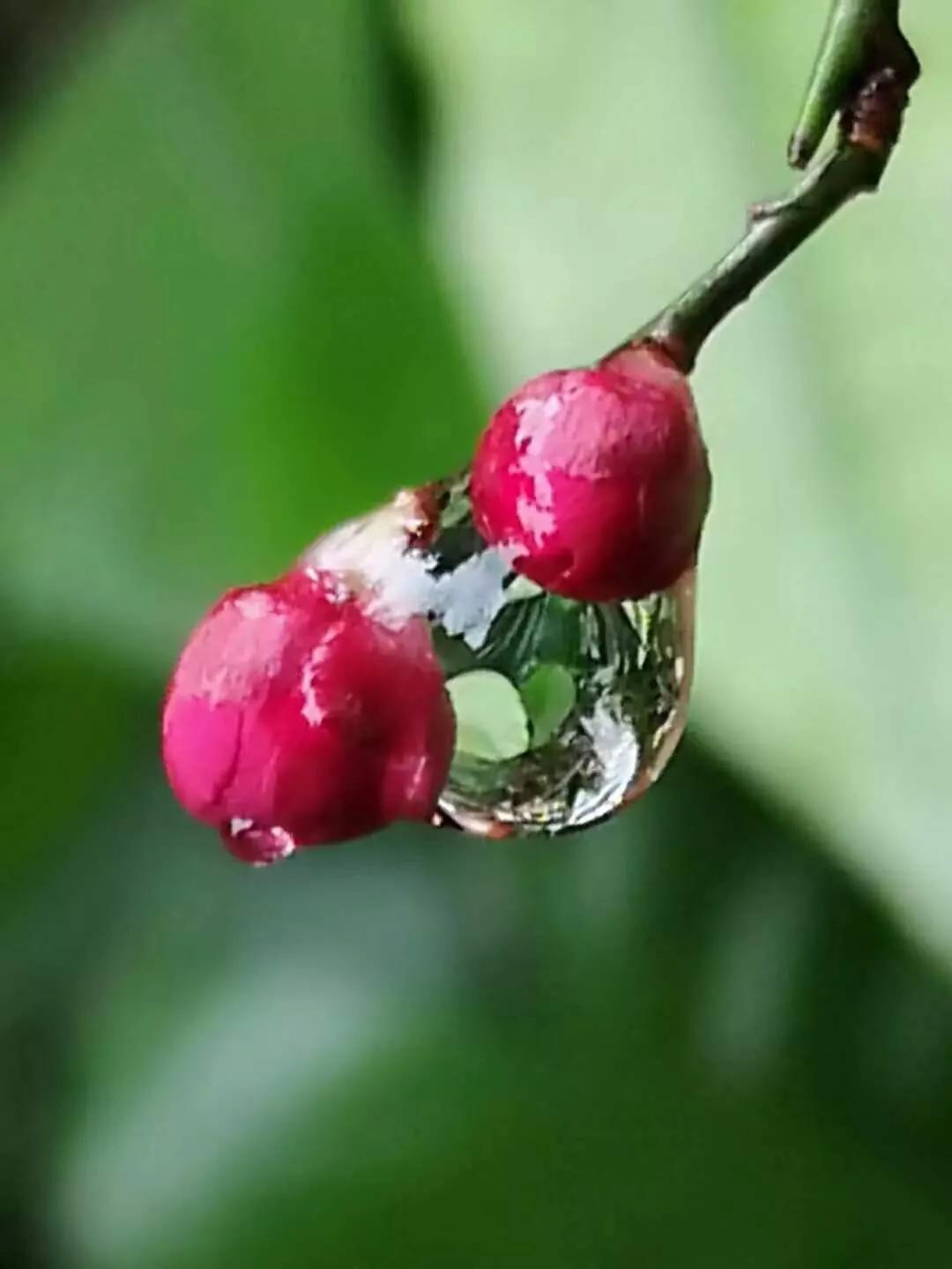 最经典的雨水节气古诗词,关于雨水节气最好的诗