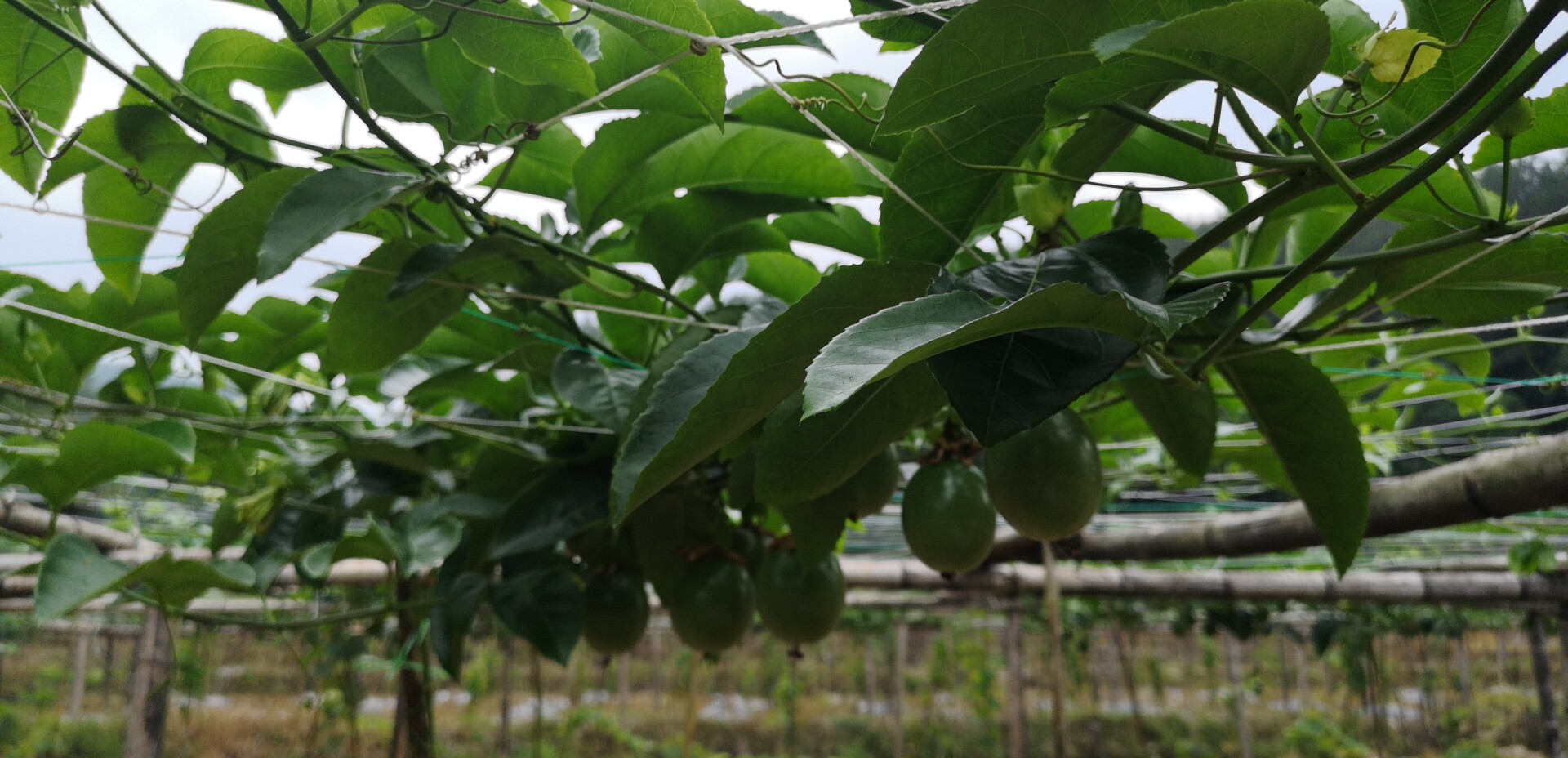 延平黄金百香果香甜多汁致富福果｜福建省【全国名特优新农产品】