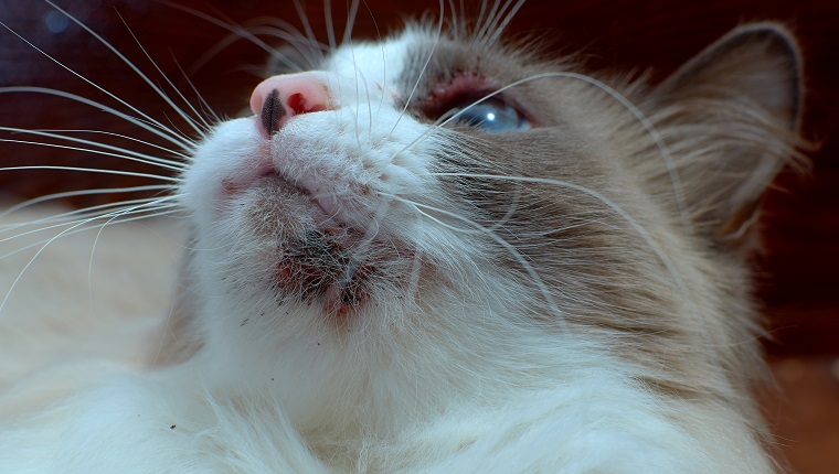 猫脓皮症是怎么引起的,猫秃斑是由什么原因引起的