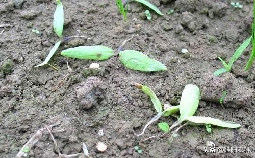 植物苗期猝倒病和立枯病的区别,苗期立枯病防治方法