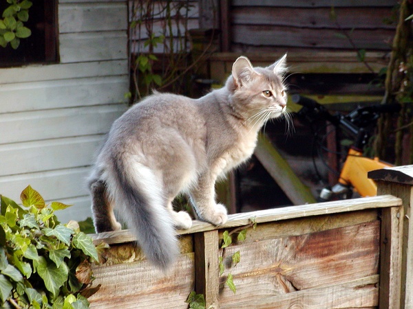 各种猫咪花纹品种,名贵品种猫咪大全
