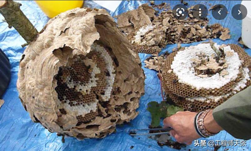 广西发现巨型马蜂,楼顶惊现巨型马蜂窝直径达半米