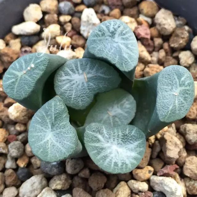 世界上最昂贵的花一朵价值1500万,世界上最高贵的花典雅图文