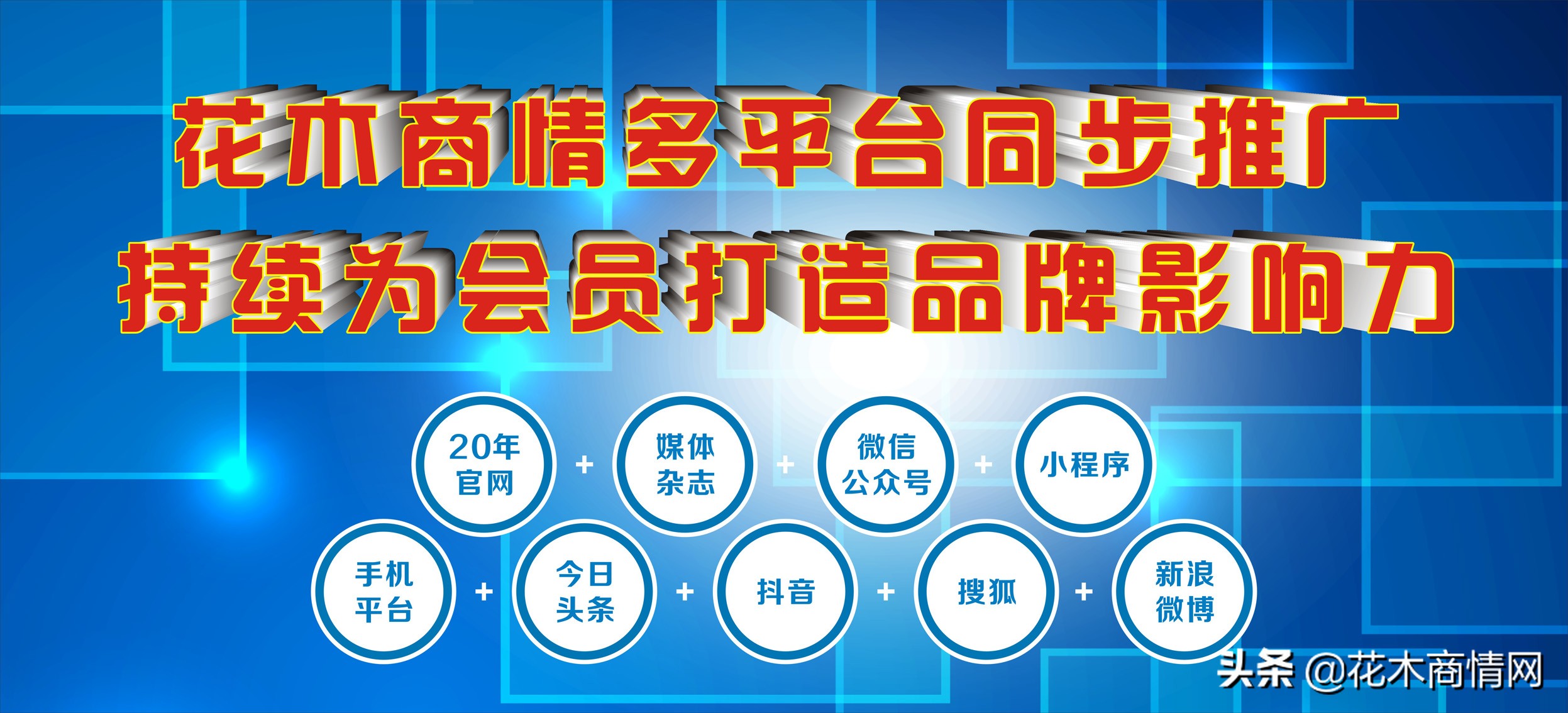 特价黄金榕植物,金桂树苗出售直播