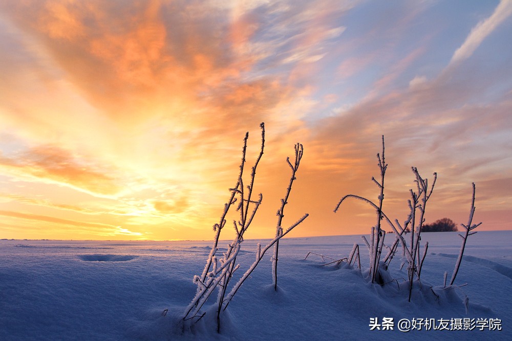 国外摄影师摄影技巧,野生生物摄影师的摄影技巧