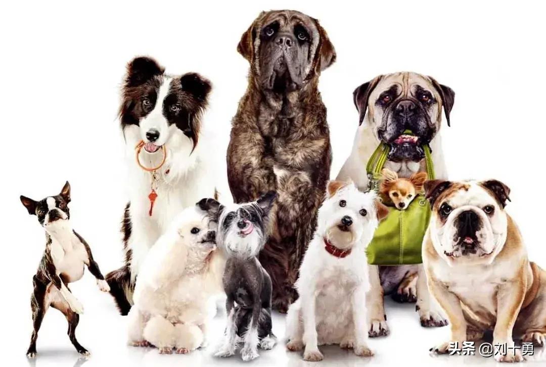 这条狗像极了自己的一生,你瞧这条狗原版