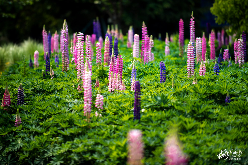 上海国际花展一览表,上海国际花展一览