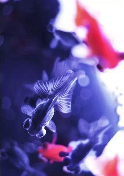 这些五彩斑斓的金鱼养眼又养心,最美的观赏金鱼值得一看
