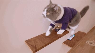 装修分享|养猫指南：铲屎官必看家装攻略