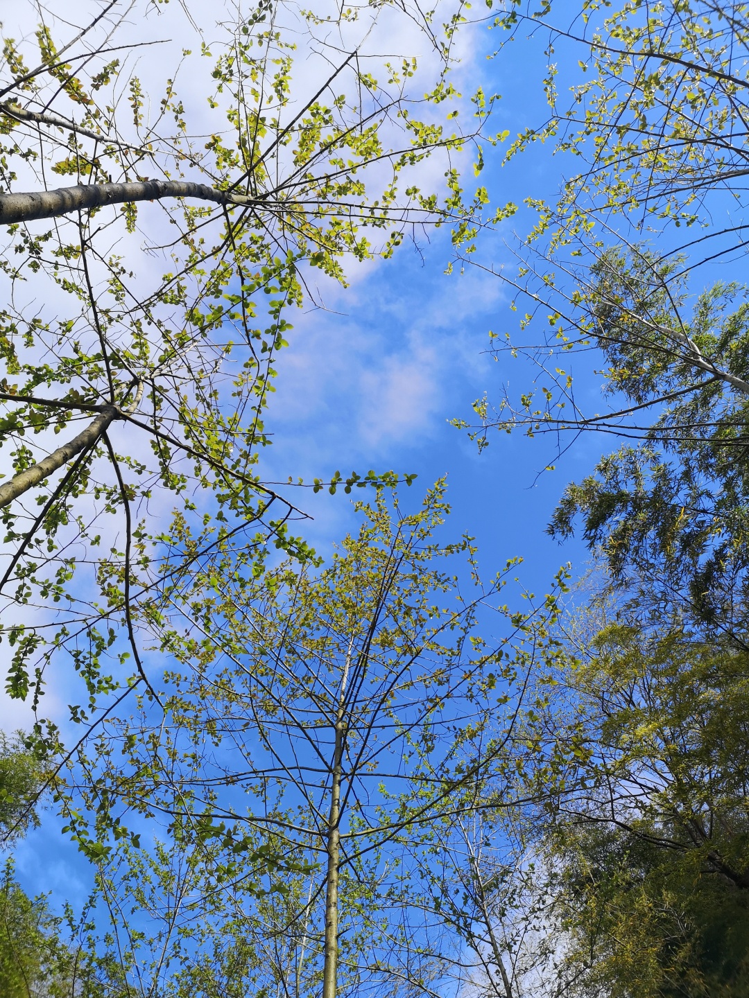 竹林深处探宝——只为了那一棵黄精