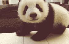 松狮犬染熊猫色宠物店,外国人松狮犬染色成熊猫