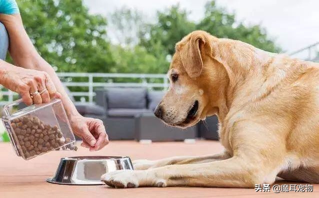 辟谣狗狗每年不需要打预防针,辟谣狗不能吃的东西