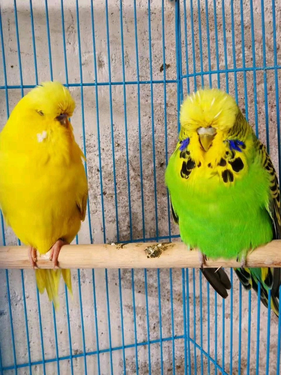 虎皮鹦鹉罕见品种,常见大头虎皮鹦鹉