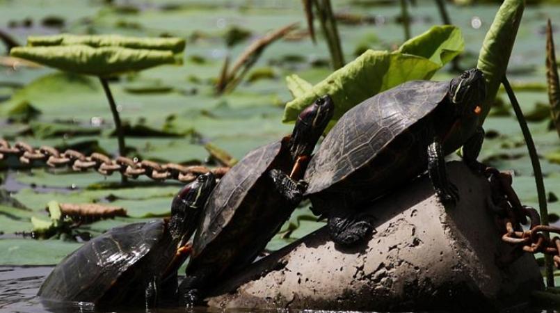 百龟图片,百龟高清图片大全