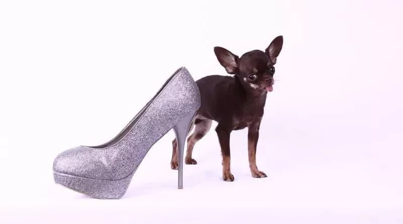 吉尼斯记录体型最大的狗,吉尼斯世界纪录最大的狗狗