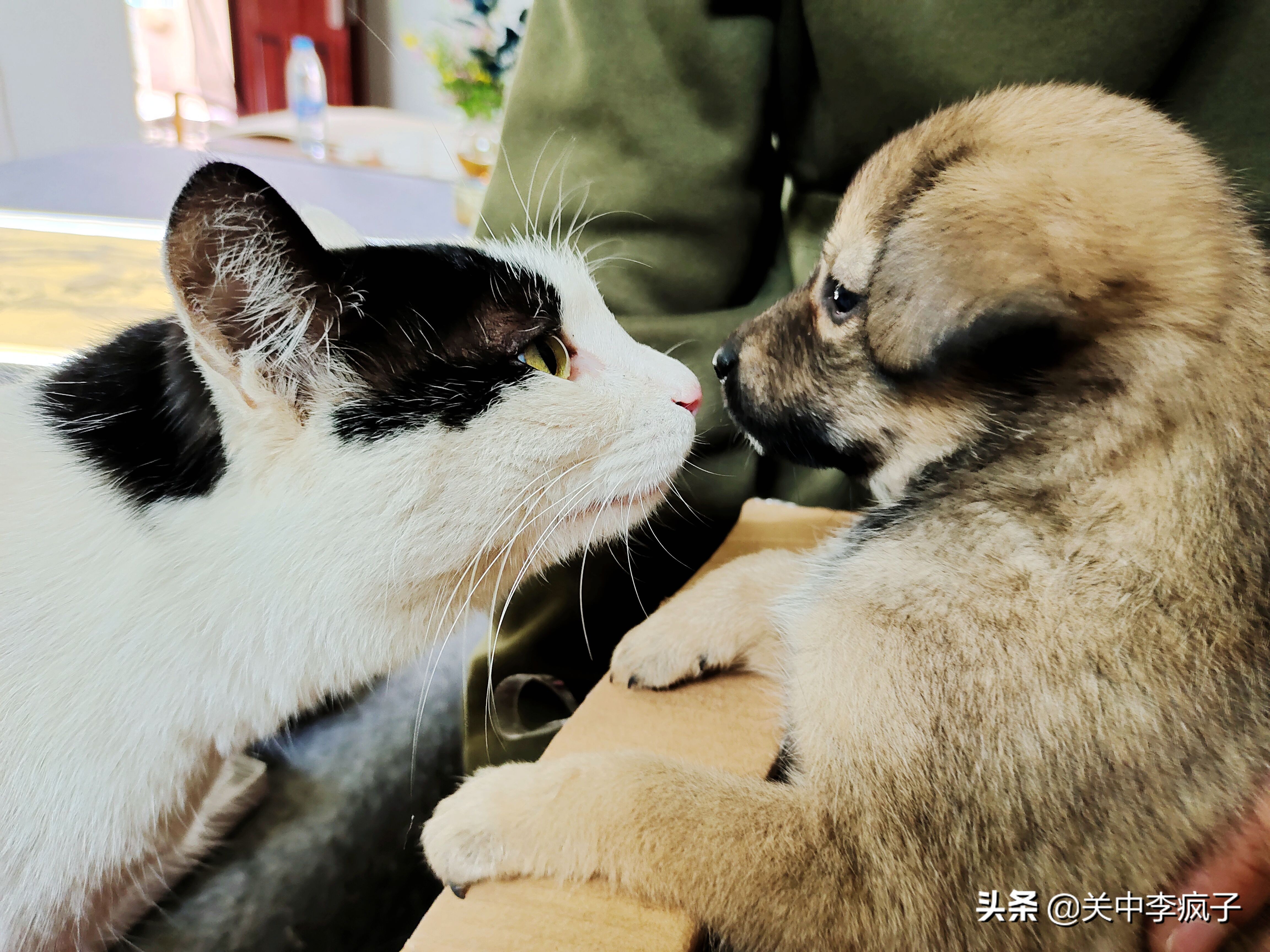 春天来了，这只叫青皮的旺财也来了